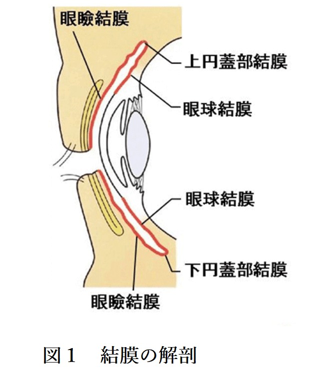 結膜の診察