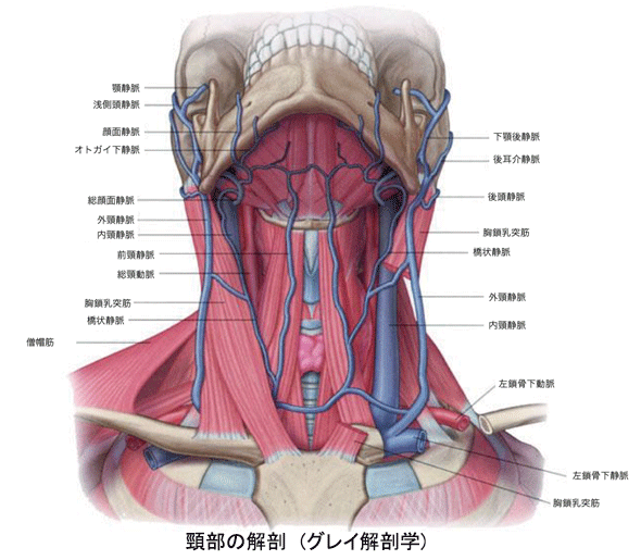 頸部の診察②